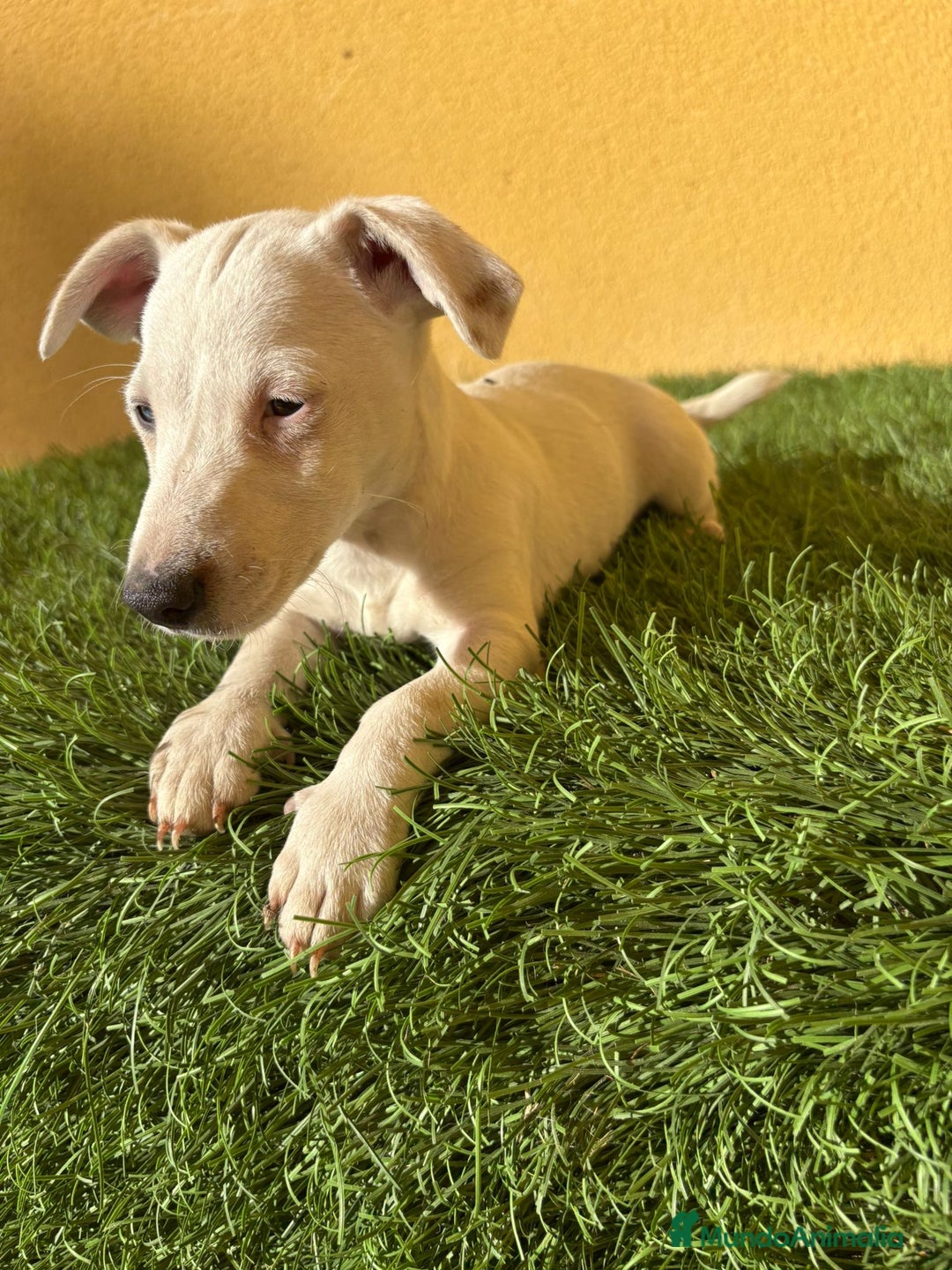 Jack Russell Terrier perros en venta: Jack Russell Terrier macho pata corta  - Imagen 12