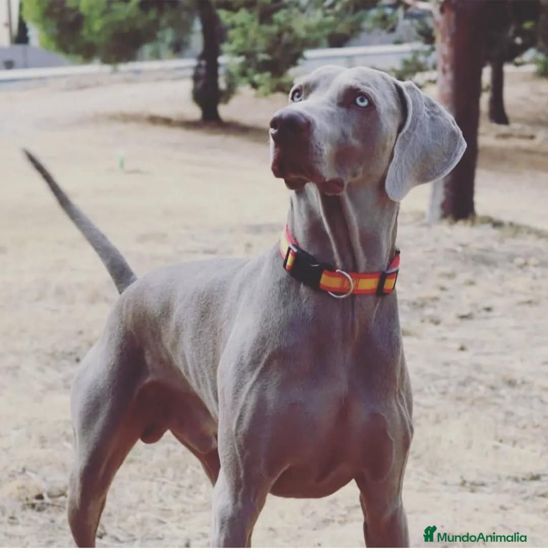 Weimaraner perros en venta: Braco de Weimar, cachorros  - Imagen 3