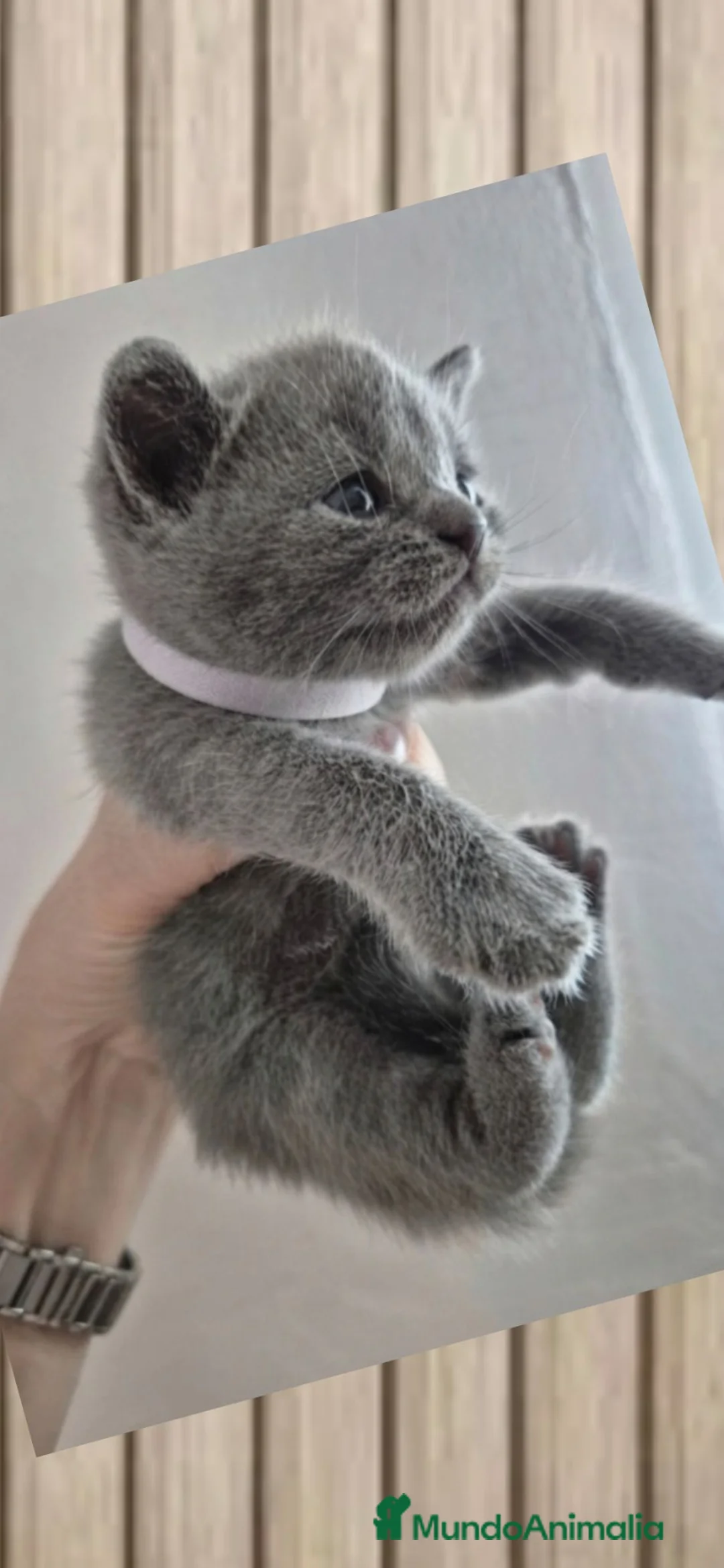 Británico de Pelo Corto Azul gatos en venta: Gatos Brithish shorthair  - Anuncio 2