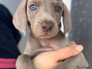 Weimaraner perros en Barcelona - Anuncio 6