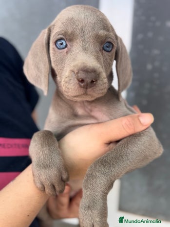 Weimaraner perros en Barcelona - Anuncio 3