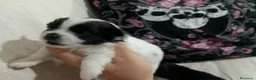 Pomchi perros en venta: Camada de pomchi con pomerania  - Anuncio 7