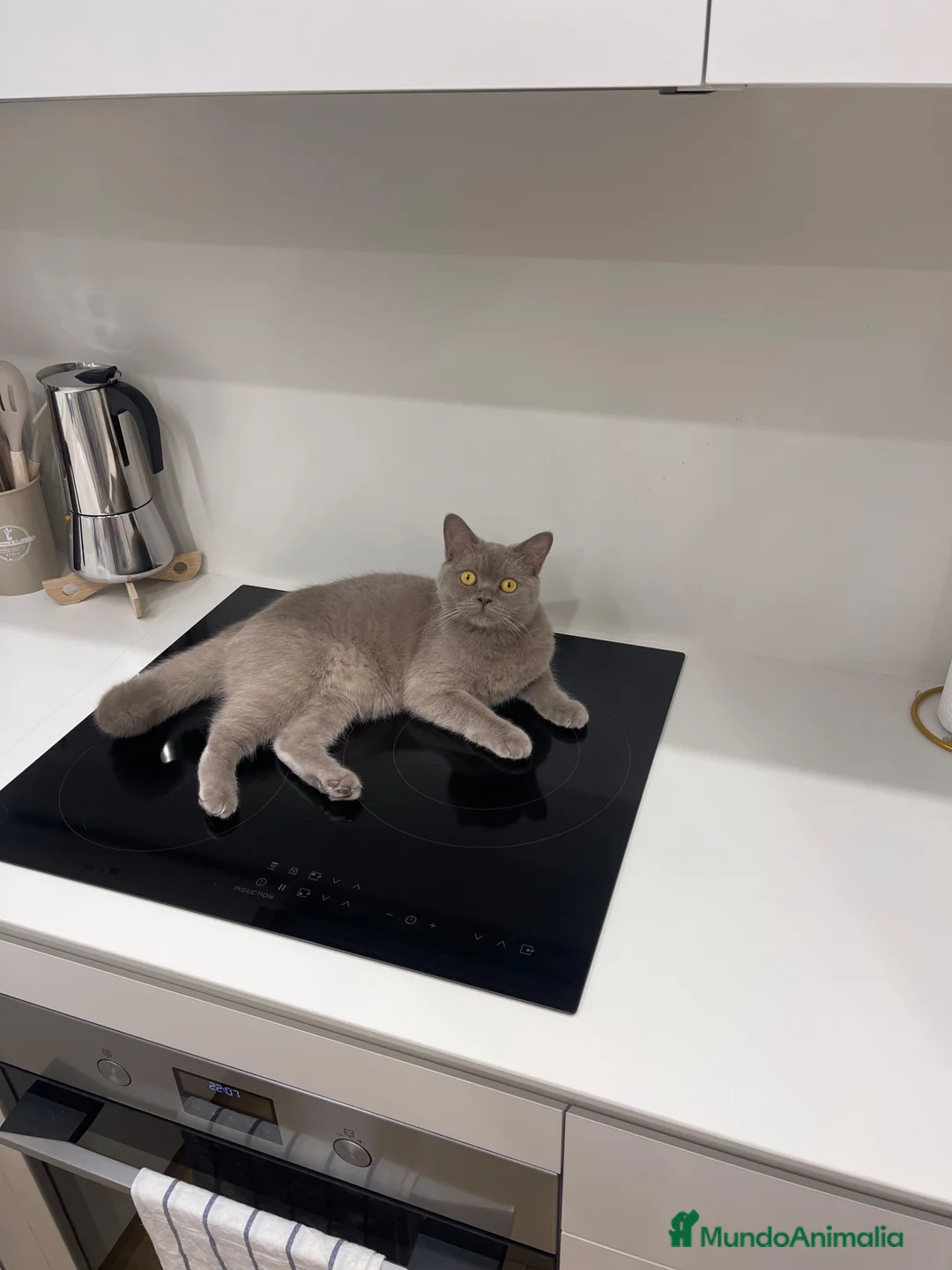 Británico de Pelo Corto gatos en venta: British short hair blue y lilac - Anuncio 2