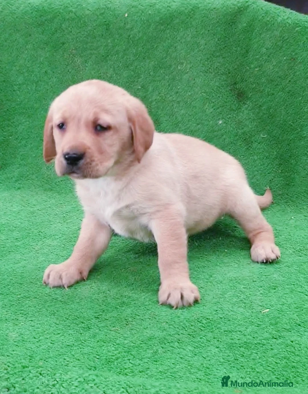 Labrador Retriever perros en venta: # Labrador Retriever ## - Anuncio 2