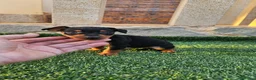 Pinscher Miniatura perros en venta: Mini pinscher miniatura - Anuncio 3