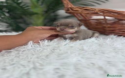 Chihuahua perros en venta: CHIHUAHU LILAC AND TAN - Imagen 7