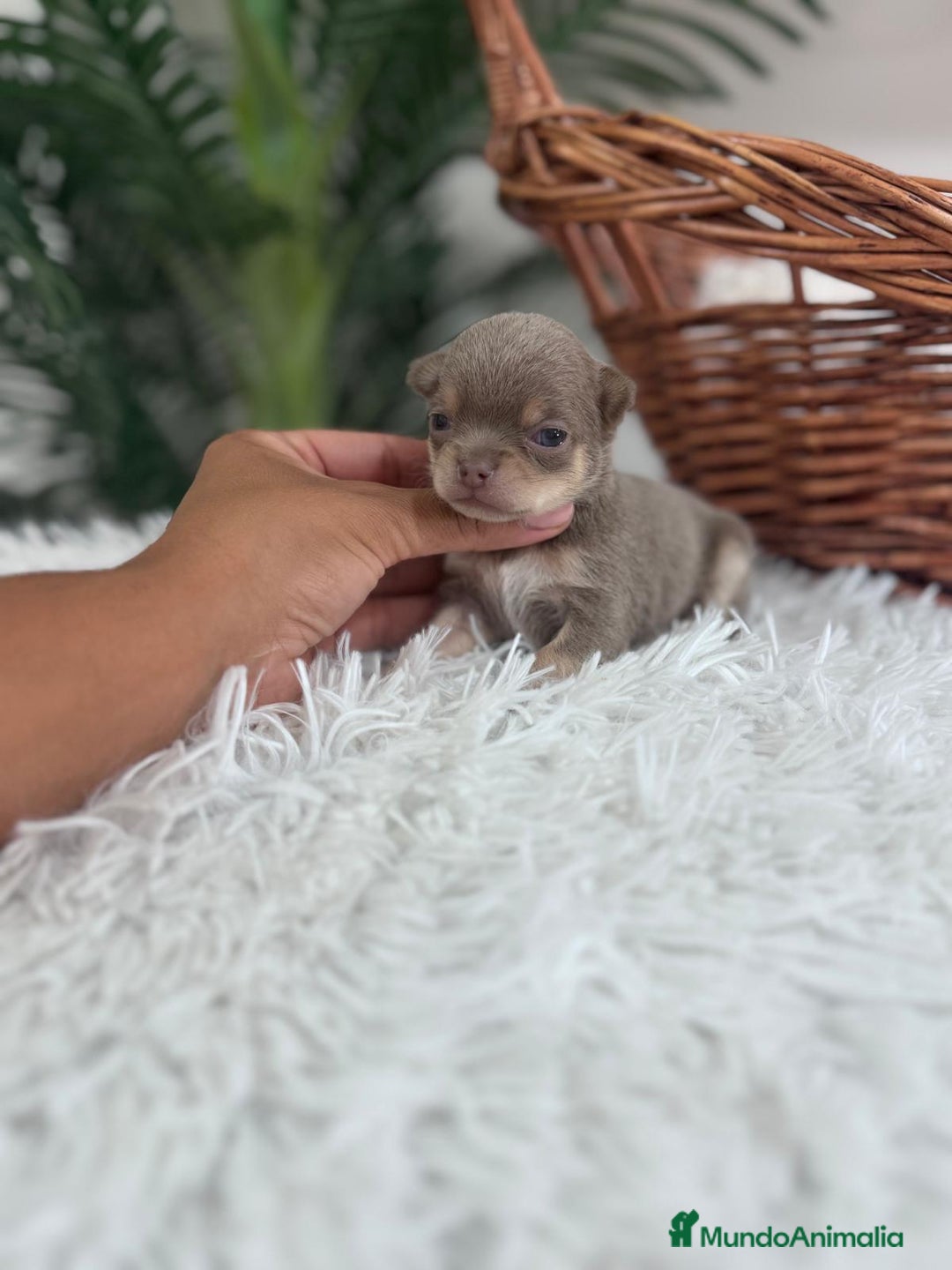 Chihuahua perros en venta: CHIHUAHU LILAC AND TAN - Imagen 7