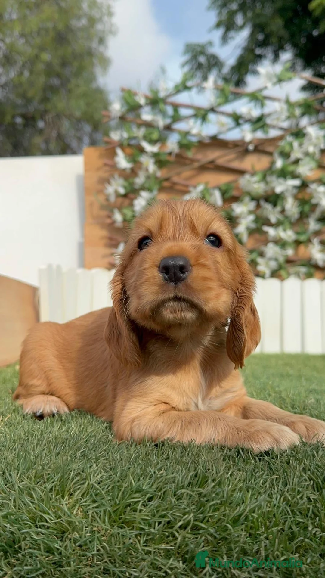 Cocker Spaniel Inglés perros en venta: COCKER SPANIEL INGLÉS  - Anuncio 16