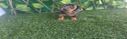 Teckel Miniatura perros en venta: TECKEL MINIATURA ARLEQUIN  - Anuncio 2