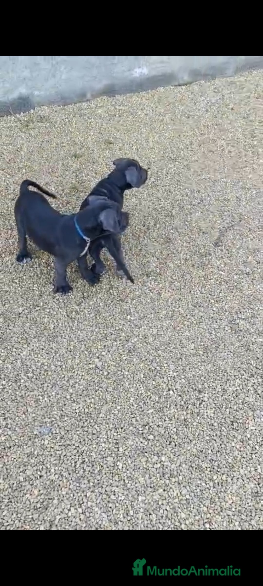 Cane Corso perros en venta: Cane Corso  - Imagen 3