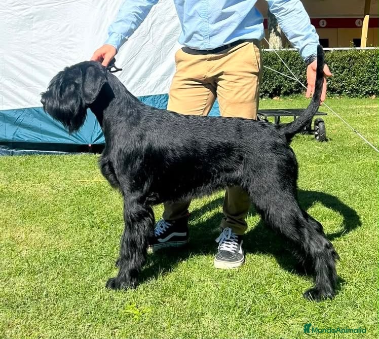 Schnauzer Gigante perros Camada de Schnauzer Gigante · Bosques Azules - Anuncio 2