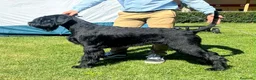 Schnauzer Gigante perros en venta: Camada de Schnauzer Gigante · Bosques Azules - Anuncio 1
