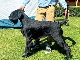 Schnauzer Gigante perros Camada de Schnauzer Gigante · Bosques Azules - Anuncio 2