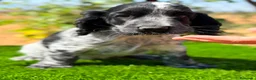 Cocker Spaniel Inglés perros en venta: ÚLTIMO MACHO RUANO COCKER SPANIEL INGLES - Anuncio 4