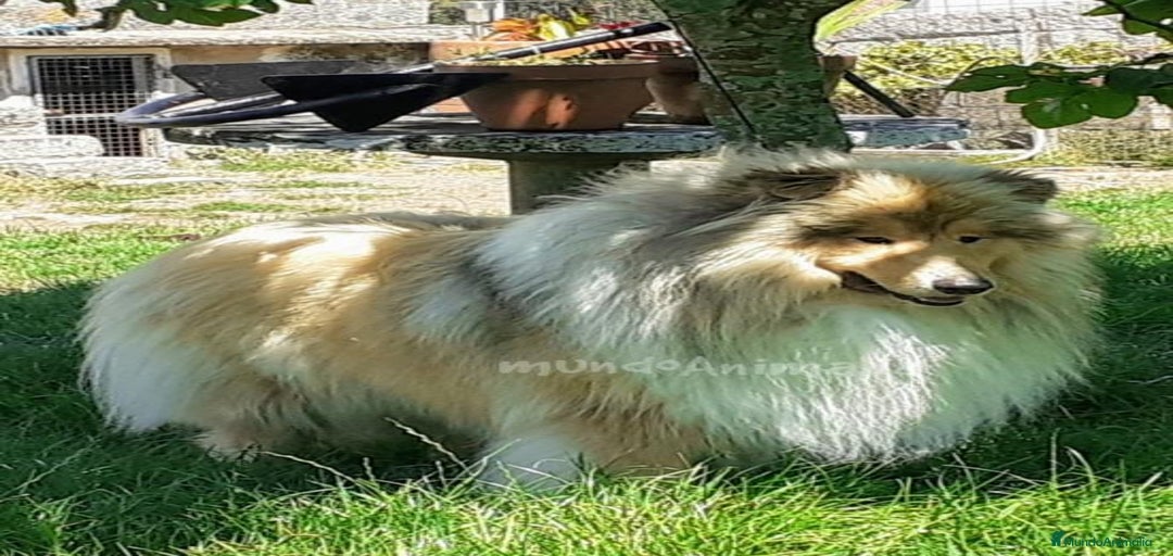 Imagen de galería {{count}}