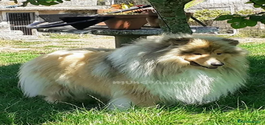 Imagen de galería {{count}}