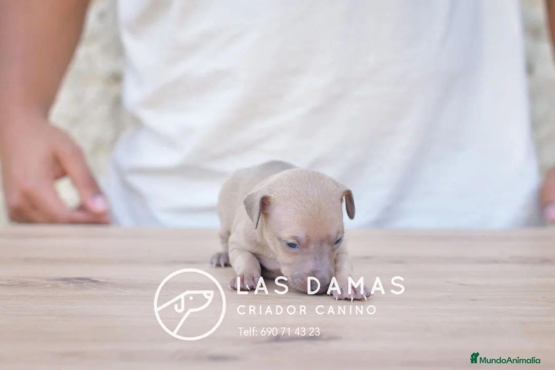 Pequeño Lebrel Italiano perros en venta: Galgo lebrel italiano - Anuncio 8