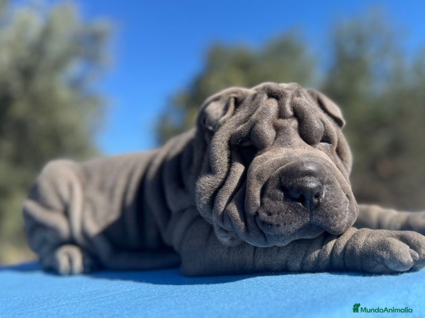 Shar Pei perros en Málaga - Anuncio 3