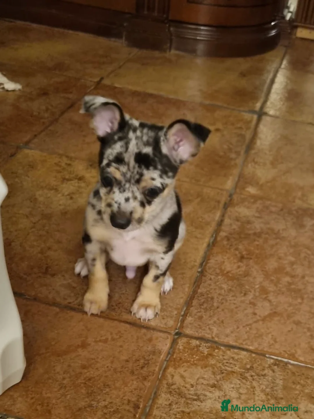 Pinscher Miniatura perros en venta: Mini pincher merle - Anuncio 1