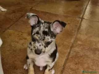 Pinscher Miniatura perros Mini pincher merle - Anuncio 2