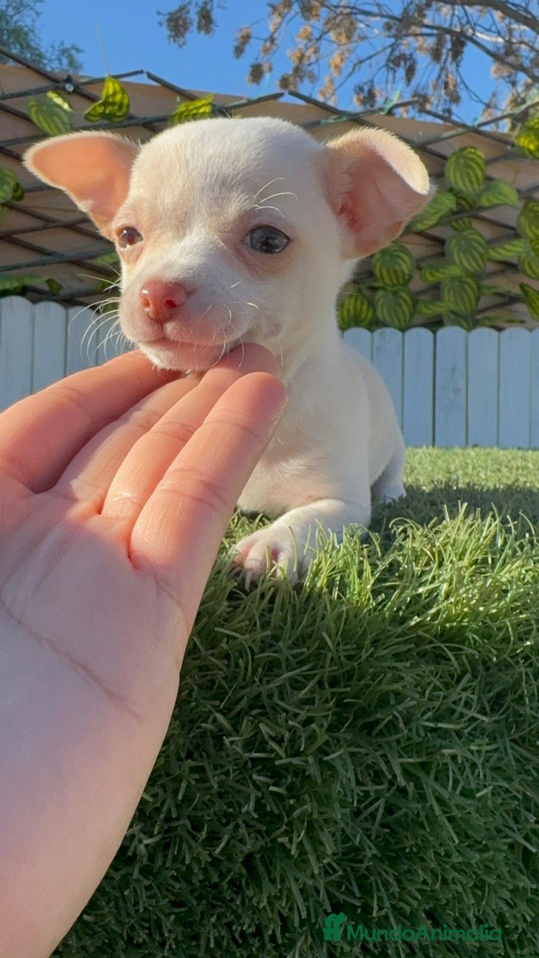 Chihuahua perros en venta: CHIHUAHUA  - Anuncio 24