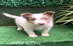 Border Collie perros en venta: BORDER COLLIE color lilac - Imagen 8