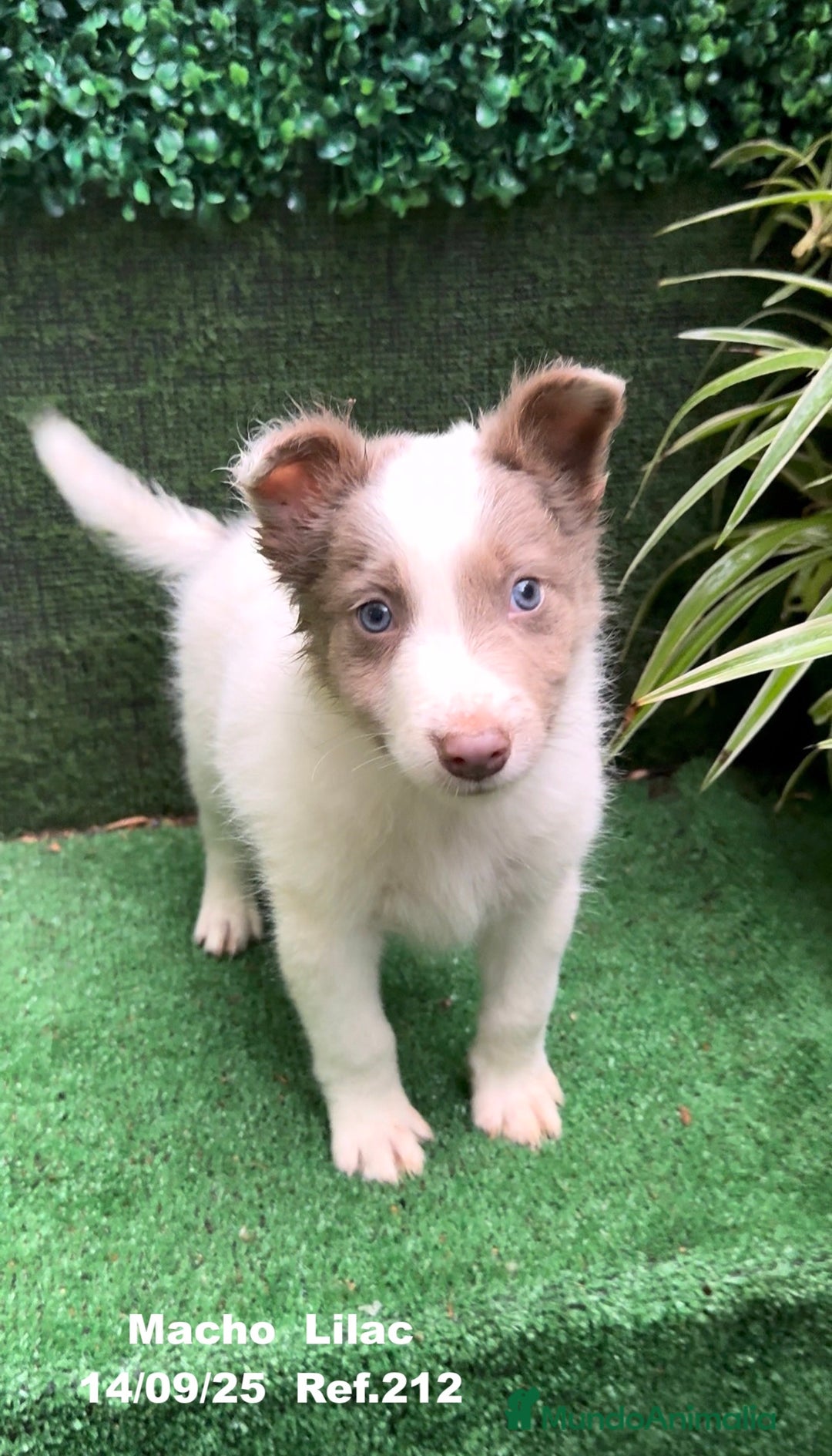 Border Collie perros en venta: BORDER COLLIE color lilac - Imagen 8