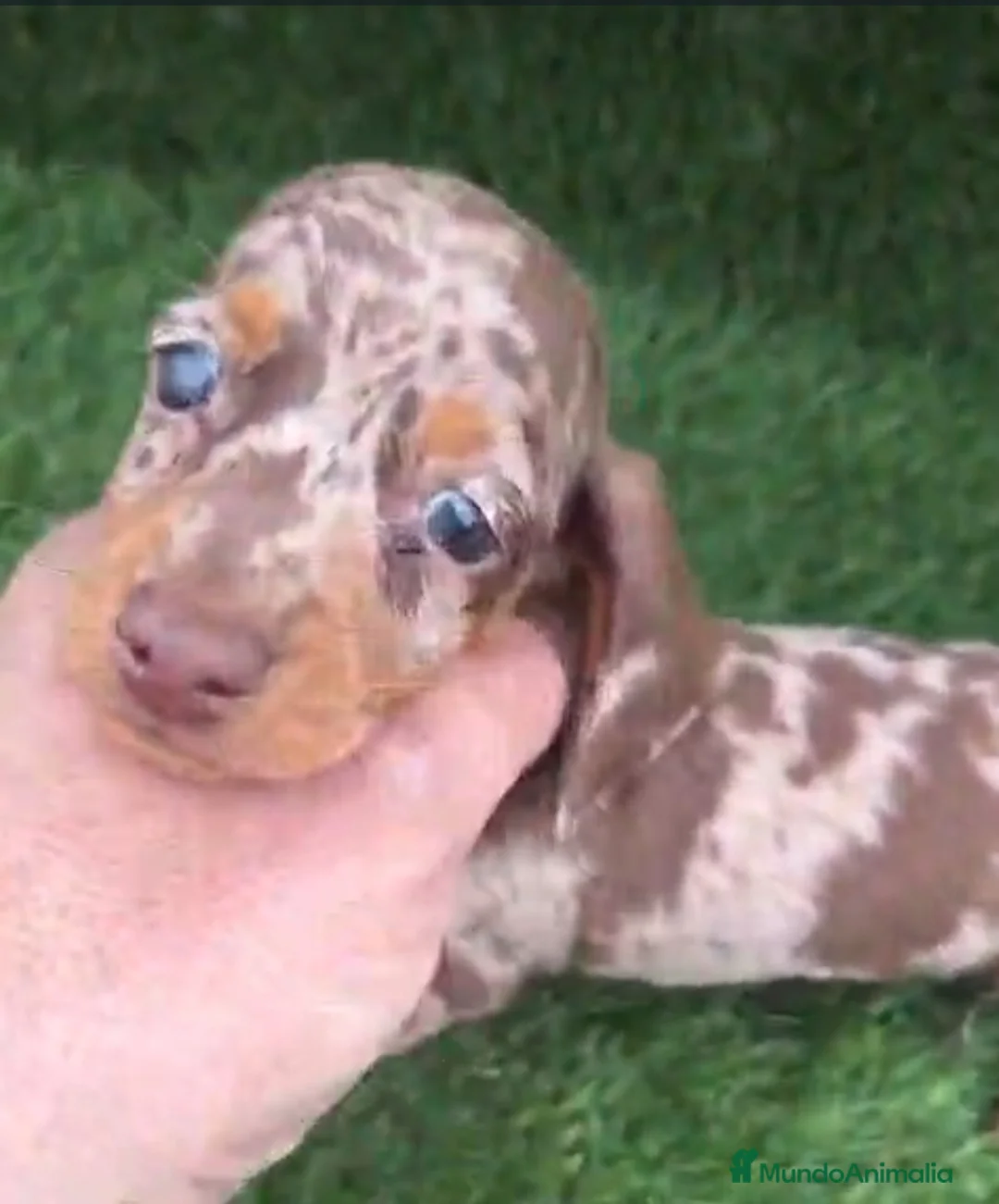 Teckel perros en venta: Kanichen Macho Arlequin Chocolate - Anuncio 1