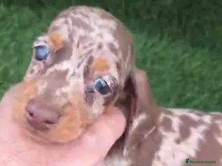 Teckel perros Kanichen Macho Arlequin Chocolate - Anuncio 5