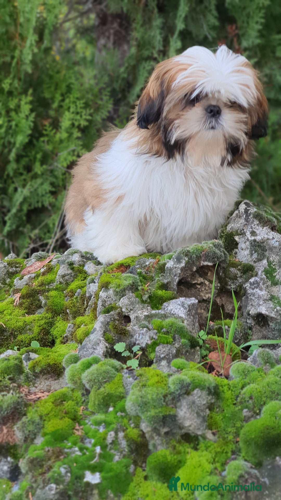 Shih Tzu perros en venta: Shih Tzu muy cariñoso y juguetón!! - Imagen 12