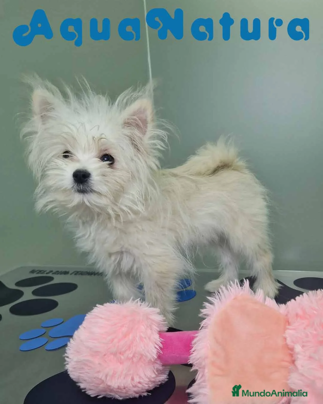 Raza Mixta perros en venta: Havapom Macho 4562 AQUANATURA - Anuncio 1