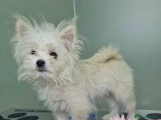 Raza Mixta perros Havapom Macho 4562 AQUANATURA - Anuncio 1