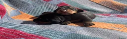 Teckel perros en venta: perro salchicha bebe en Madrid - Anuncio 17