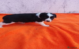 Border Collie perros en venta: Border collie  - Imagen 11