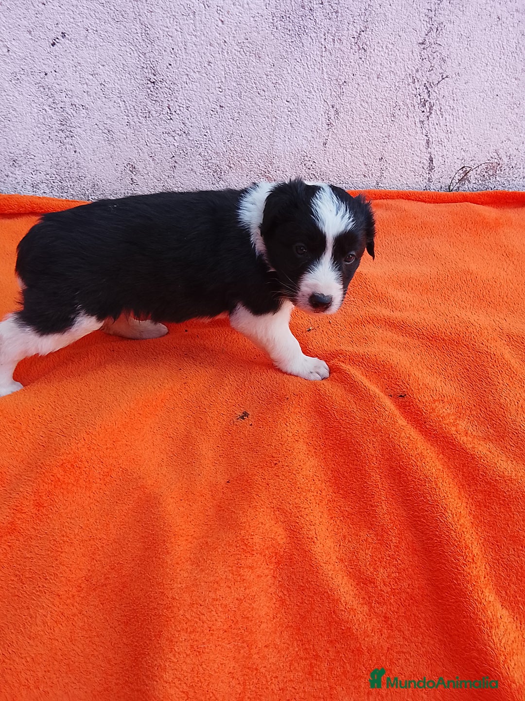 Border Collie perros en venta: Border collie  - Imagen 11