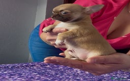Chihuahua perros en venta: Chihuahua macho chocolate super chiquitin - Imagen 7