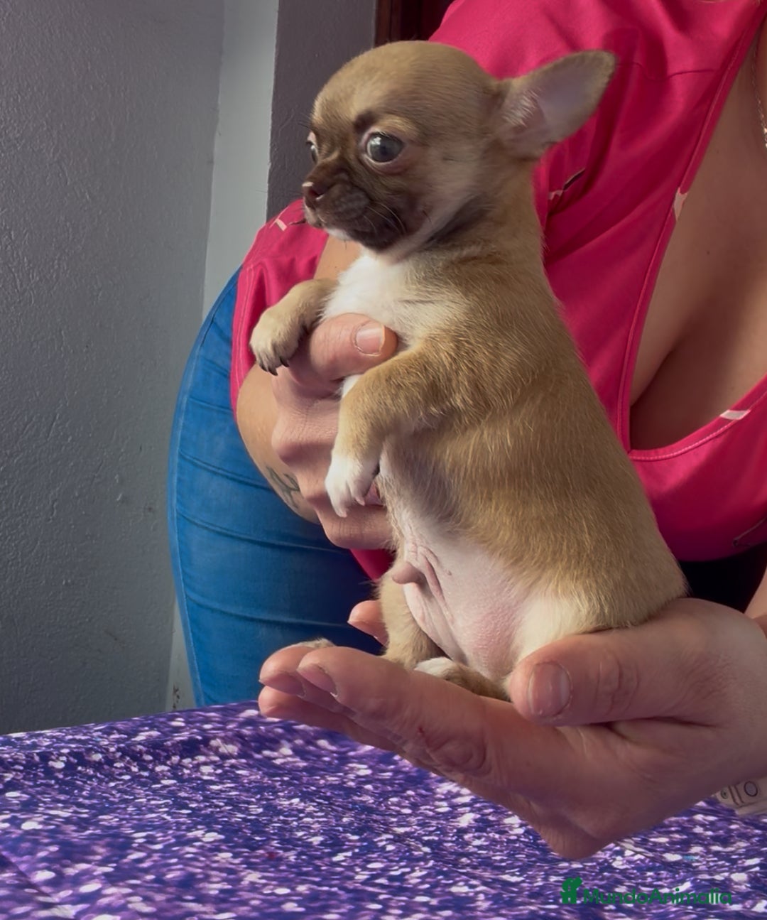 Chihuahua perros en venta: Chihuahua macho chocolate super chiquitin - Imagen 7