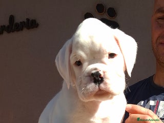 Boxer perros - Anuncio 3