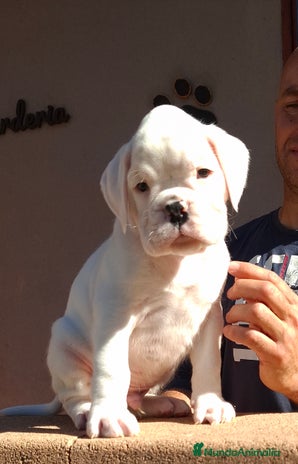 Boxer perros - Anuncio 1