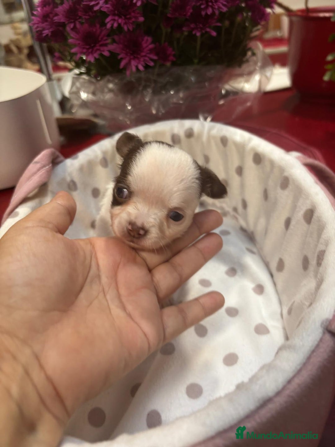 Chihuahua perros en venta: Chihuahua de pelo largo  - Imagen 4
