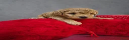 Caniche Toy perros en venta: Impresionantes caniches toy - Anuncio 2