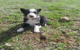 Border Collie perros en venta: BORDER COLLIE - Imagen 8