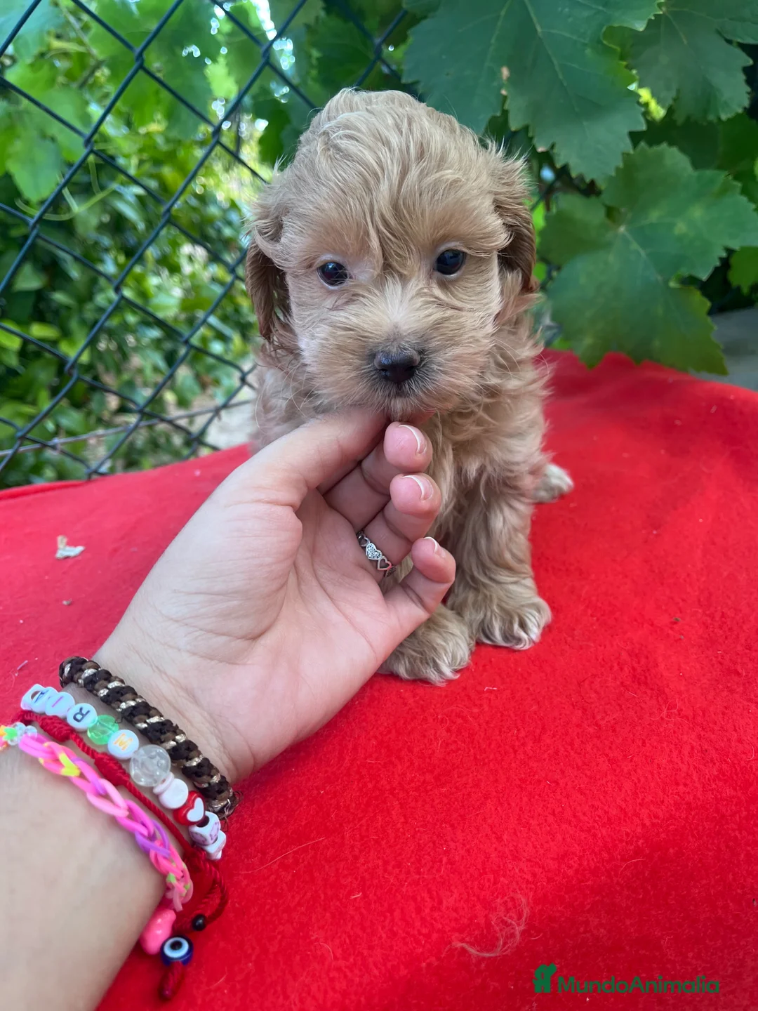 Maltipoo perros en venta: PRECIOSO MACHO  - Anuncio 2