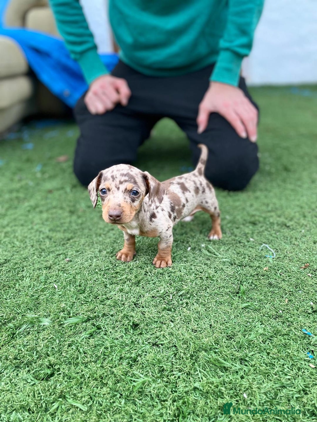 Teckel Miniatura perros en venta: cachorros de teckel miniatura arlequín chocolate  - Anuncio 2