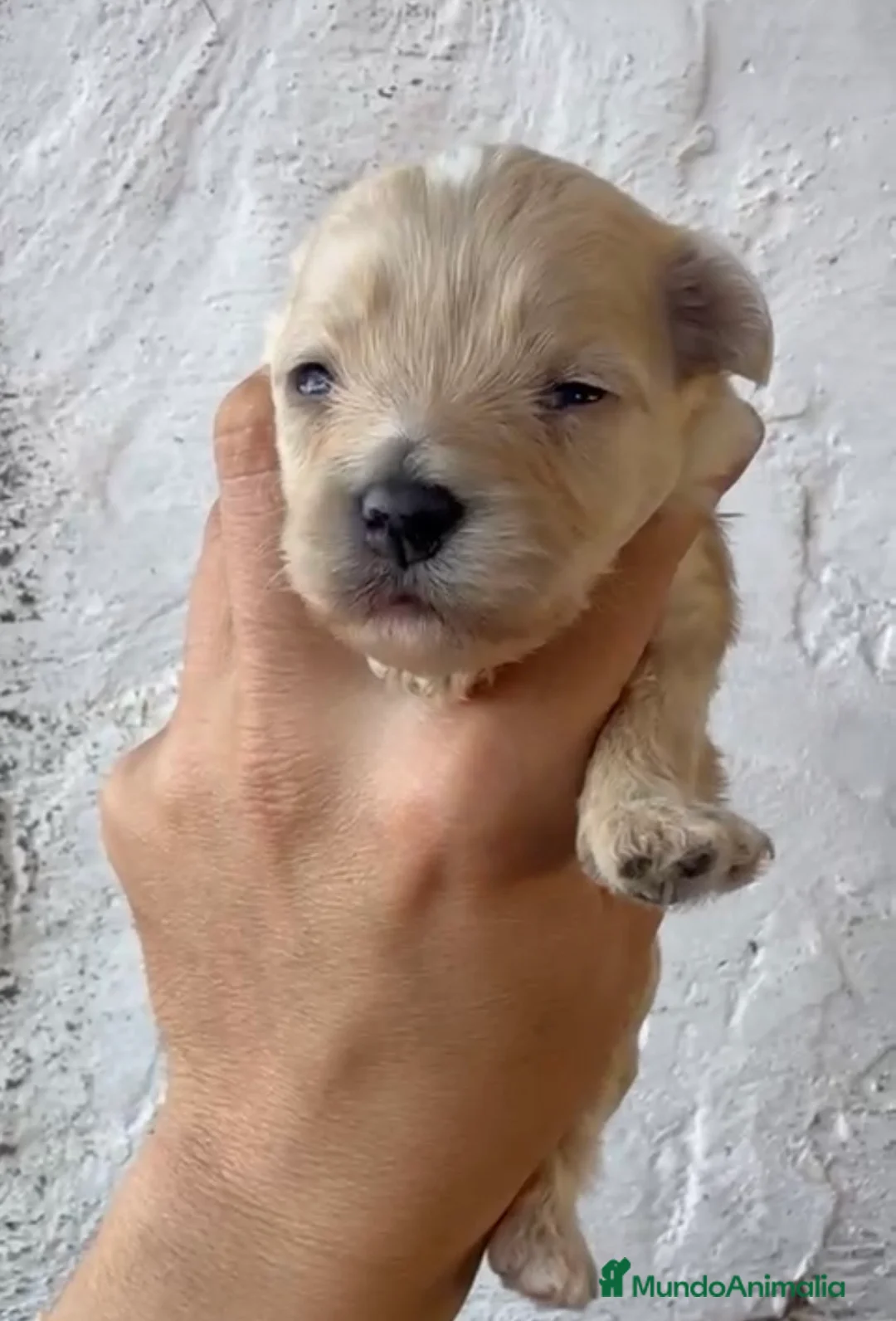 Maltipoo perros en venta: Disponibles preciosos maltipoo en Cádiz - Anuncio 6