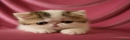 Persa gatos en venta: Persa Exótico  - Anuncio 1