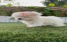 Bichón Maltés perros en venta: BICHON MALTES HEMBRA LISTA PARA ENTREGAR - Imagen 3