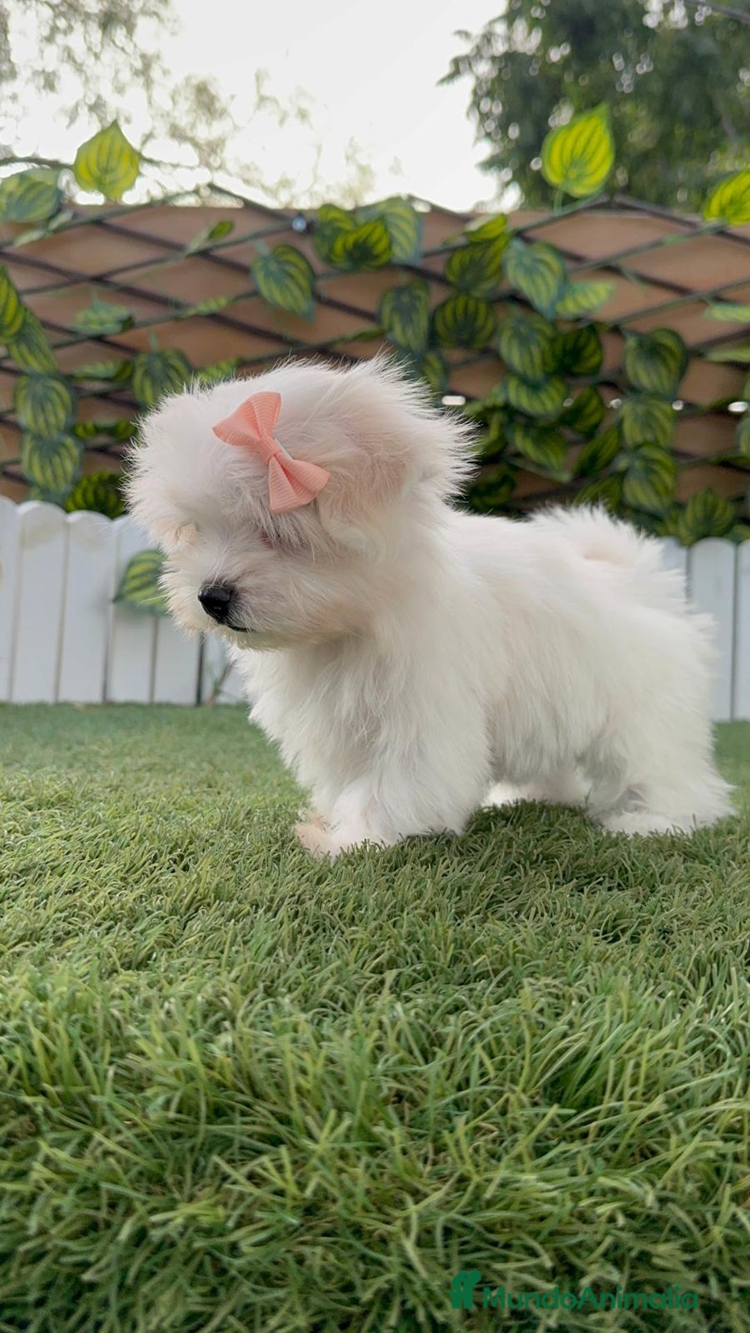 Bichón Maltés perros en venta: BICHON MALTES HEMBRA LISTA PARA ENTREGAR - Imagen 3