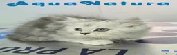 Persa gatos en venta: Persa Chinchilla Macho 6793 AQUANATURA - Anuncio 2
