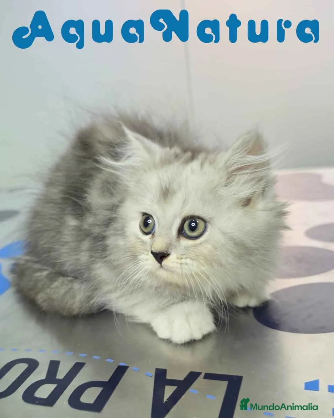 Persa gatos en venta: Persa Chinchilla Macho 6793 AQUANATURA - Anuncio 2